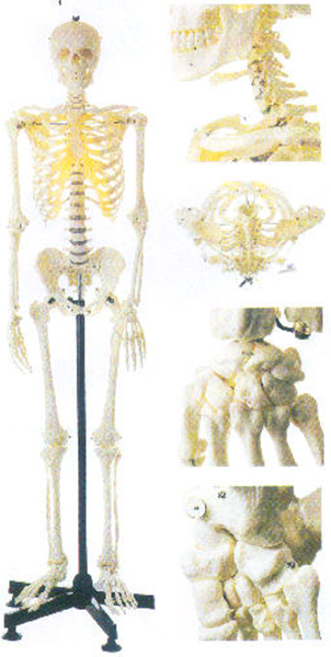 GD/A11101/1男性全身骨骼模型(173cm，进口PV...