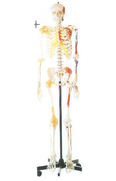 GD/A11102/1男性全身骨骼附半身肌肉着色附韧带模型（...