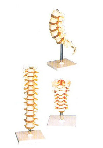 GD/A11109腰椎模型（自然大，进口pvc材料）