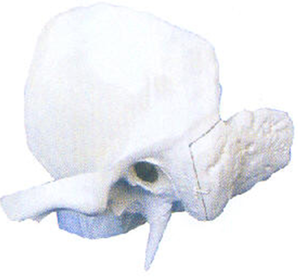 GD/A11119颞骨放大模型 （尺寸：400×420×30...