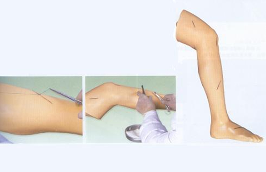 GD/LV2外科缝合腿肢模型