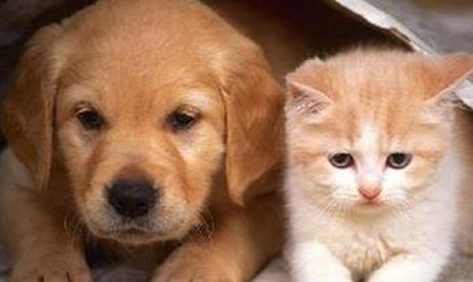 犬和猫排卵时间金标检测