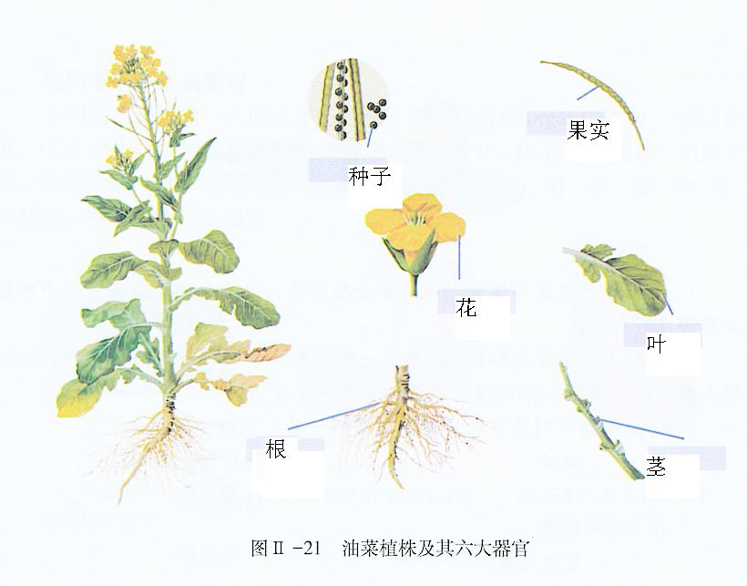 植物组成器官图片