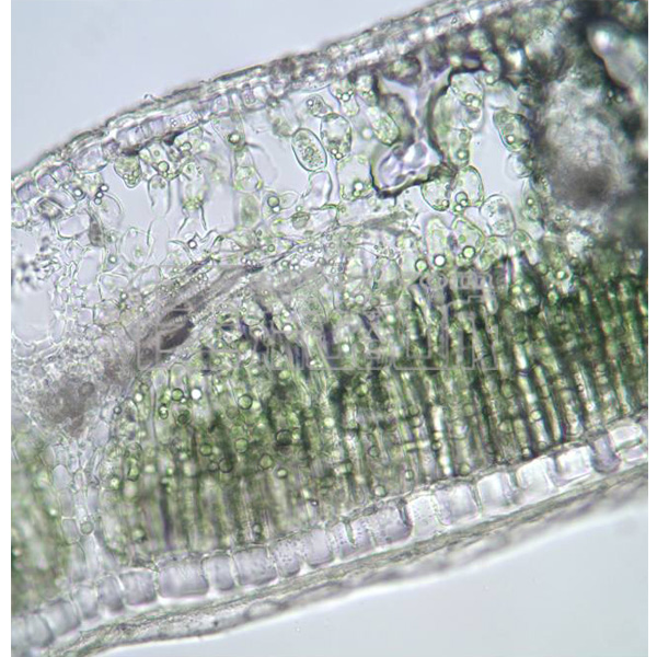 天竺葵叶显微镜图片图片