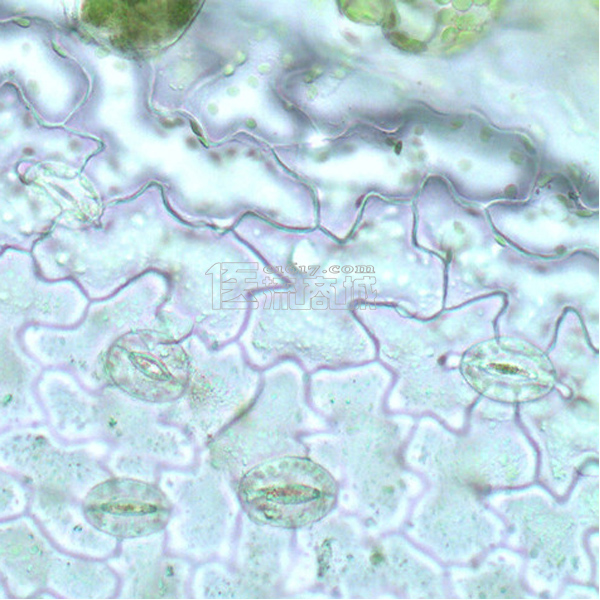 菠菜表皮细胞图片