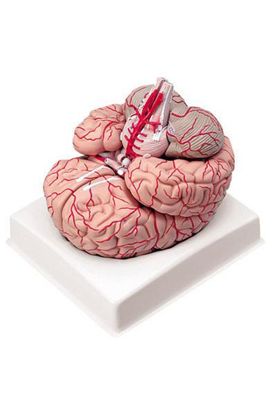 L-0157 左右脑带动脉分布模型