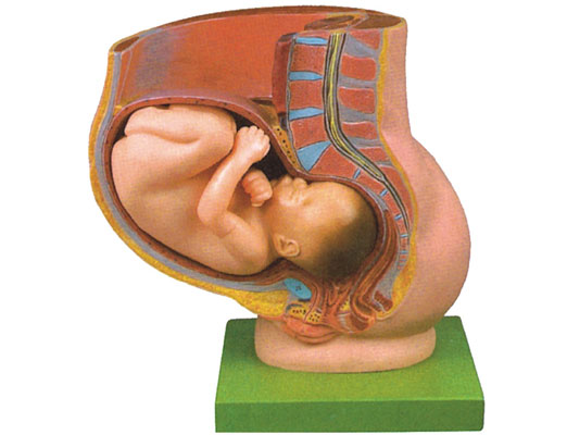 KAS/A21017骨盆含妊娠九个月胎儿模型