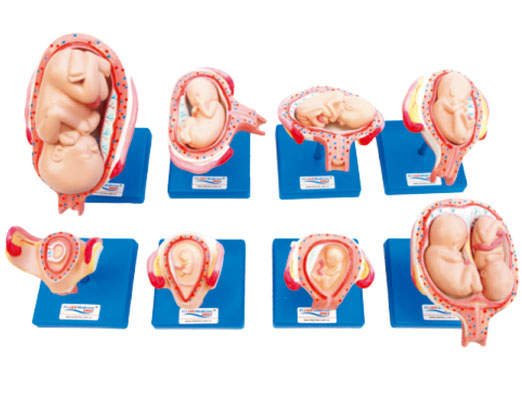 KAS/42005妊娠胚胎发育过程模型（8件/套）