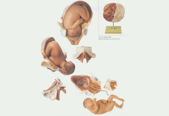 足月胎儿分娩过程模型