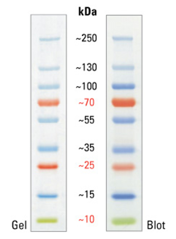 Pierce预染蛋白分子量标准10-250kDa 10×25...