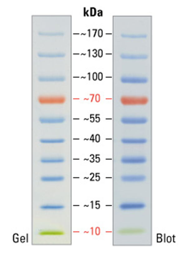 Pierce预染蛋白分子量标准10-170kDa 2×250...