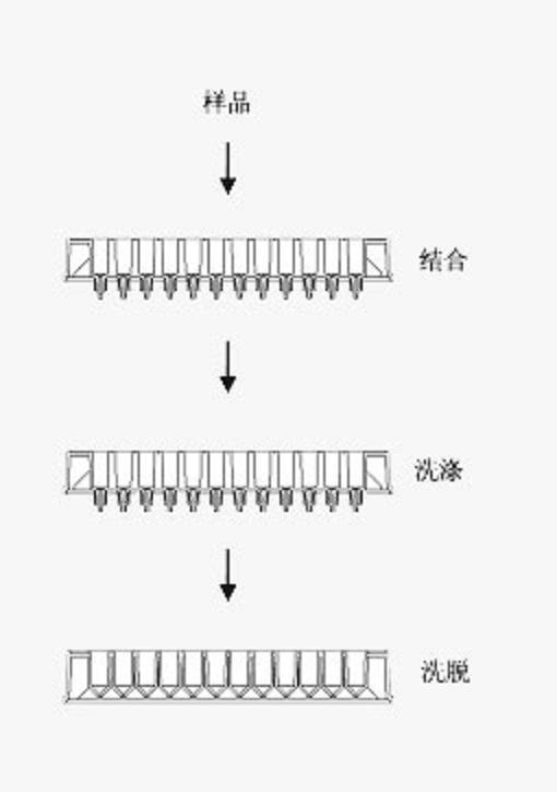 96高通量抗体纯化试剂盒 （96次）