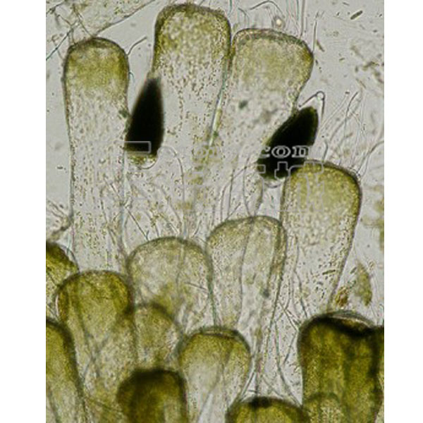 蕨类孢子叶横切图图片
